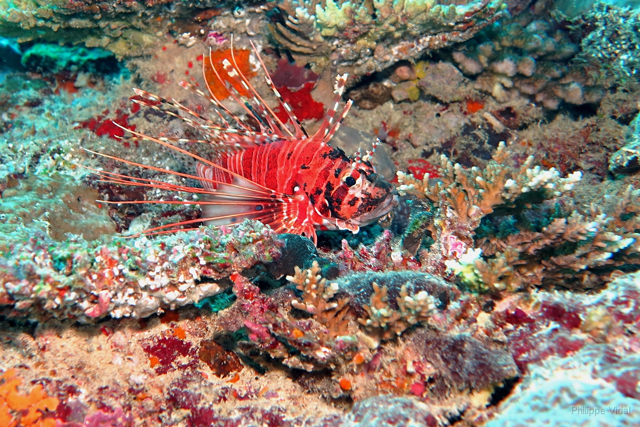 Velidhu - 2013_03_12 - IMG_0571rf_Laffe cornu ou poisson diale ou pterois a antennes - Pterois antennata_Wissaradhuni thila_Plongee.jpg